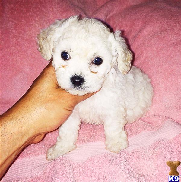 maltipoo puppy posted by NEW PUPPIES
